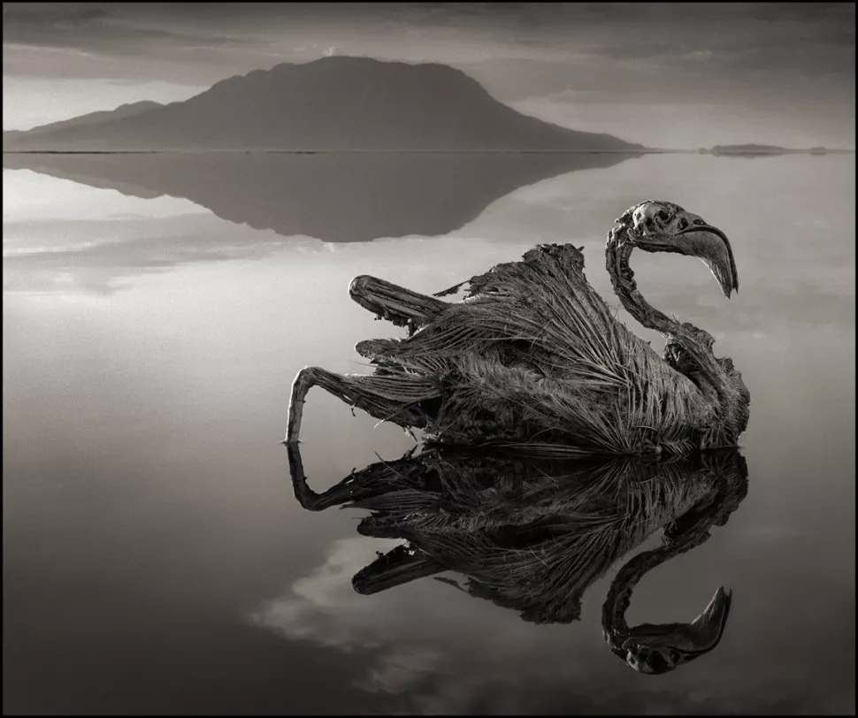 Lake Natron: The Mesmerizing Water That Transforms Creatures into Stone from Tanzanian
